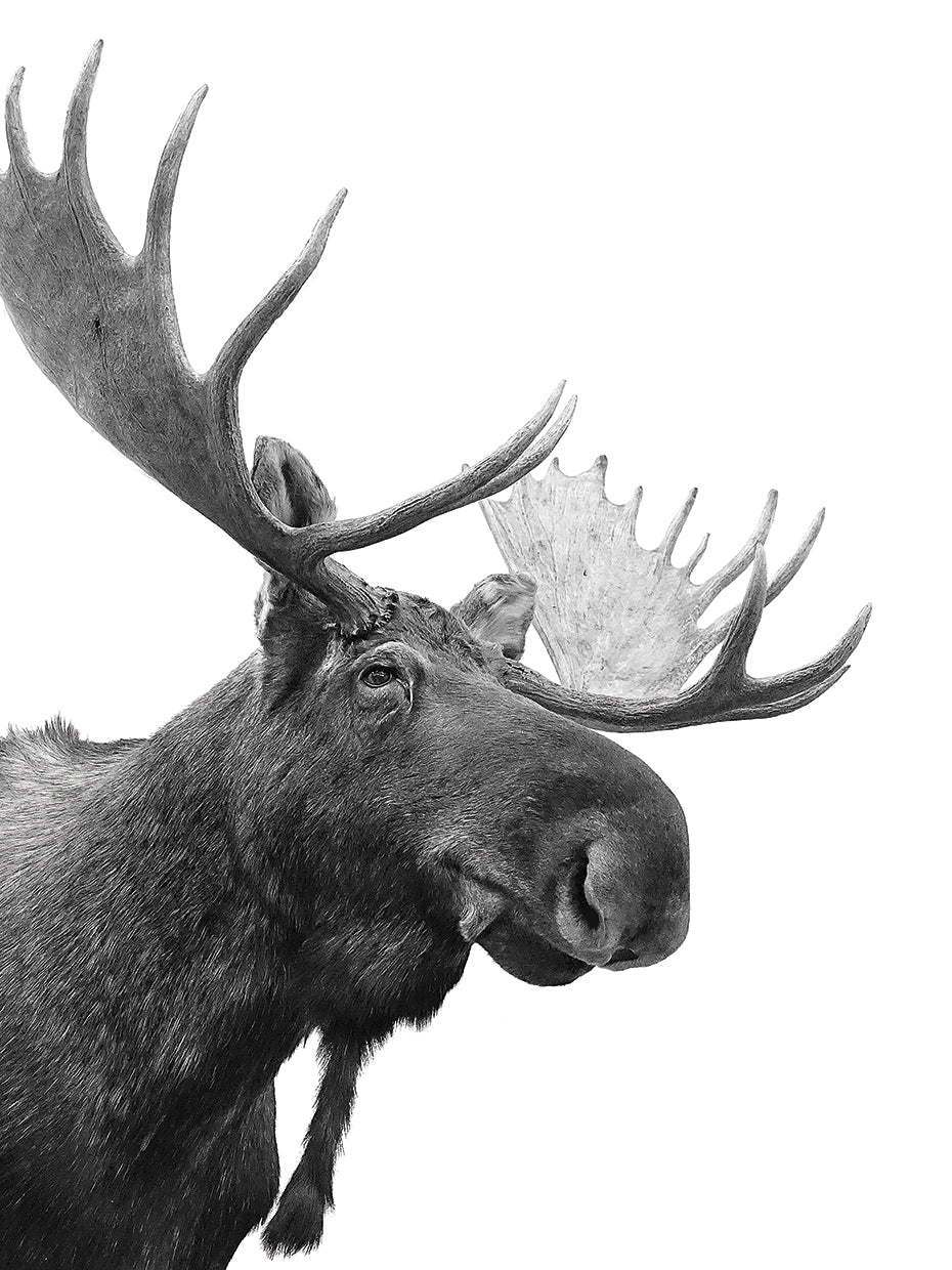 Moose
