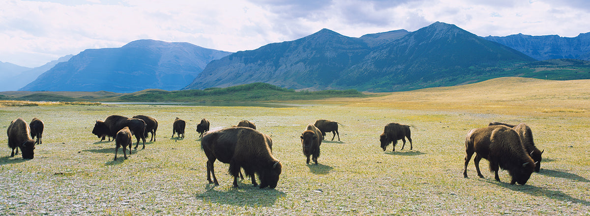 Herd of bisons grazing in a field, Waterton Lakes National Park, Alberta, Canada