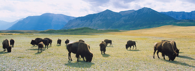 Manada de bisontes pastando en un campo, Parque Nacional Waterton Lakes, Alberta, Canadá Lienzo