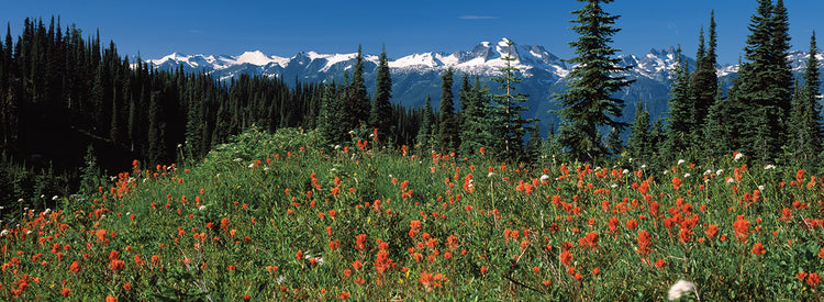 Wildflowers in a field with Mt Begbie in the background, Mt Revelstoke National Park, Revelstoke, British Columbia, Canada