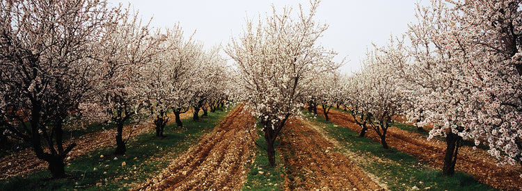 Almendros en un huerto, Siria Lienzo
