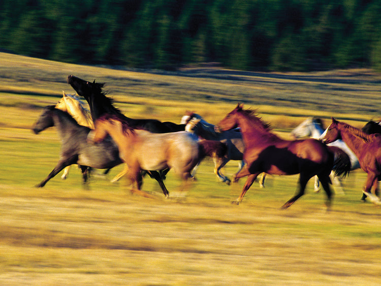 Herd of horses running, Oregon, united states,