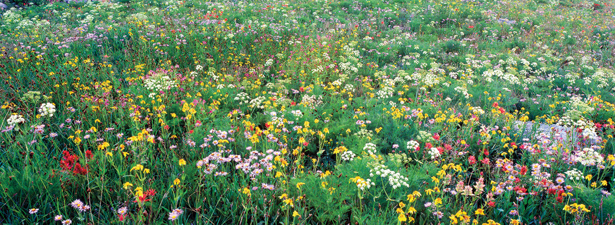 High angle view of wildflowers in a national park, Grand Teton National Park, Wyoming, USA