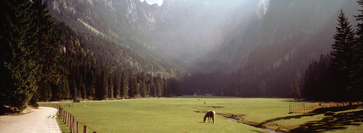 Caballo pastando en un campo, Obersalzberg, Berchtesgaden, Baviera, Alemania Lienzo