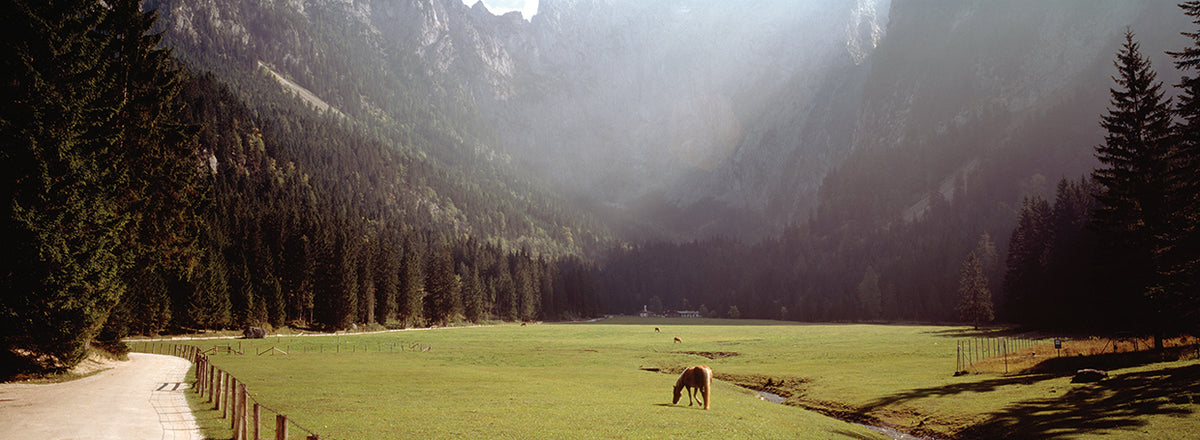 Horse grazing in a field, Obersalzberg, Berchtesgaden, Bavaria, Germany