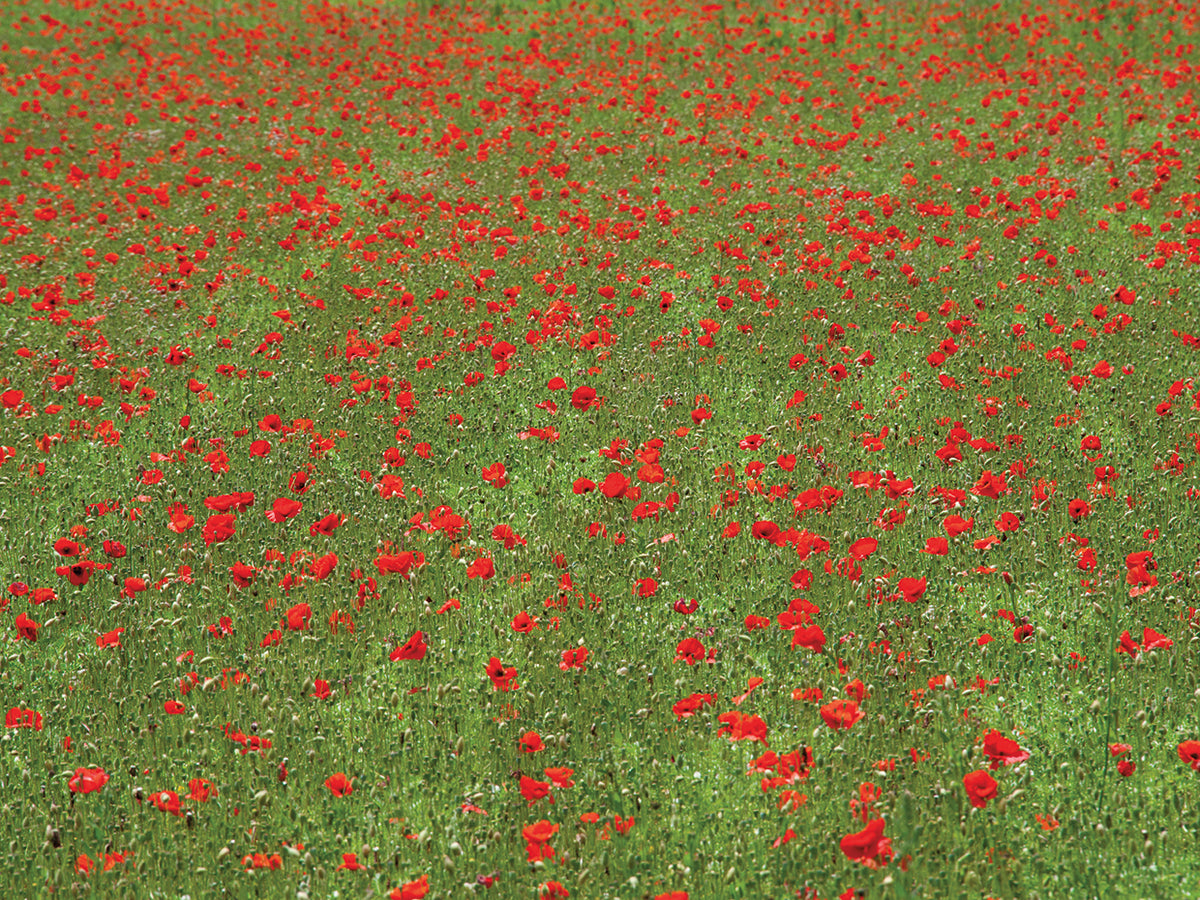 Poppy field in bloom, Les Gres, Sault, Vaucluse, Provence-Alpes-Cote d'Azur, France