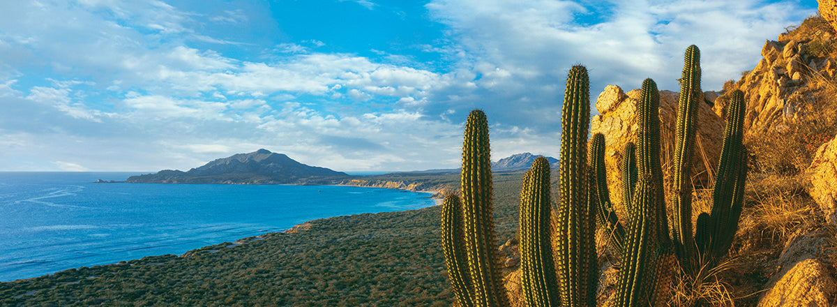 Pitaya cactus plants on coast, Cabo Pulmo National Marine Park, Baja California Sur, Mexico