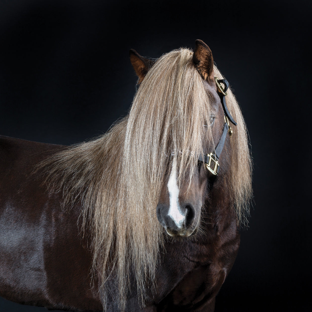 Portrait of Icelandic Horse, Iceland.
