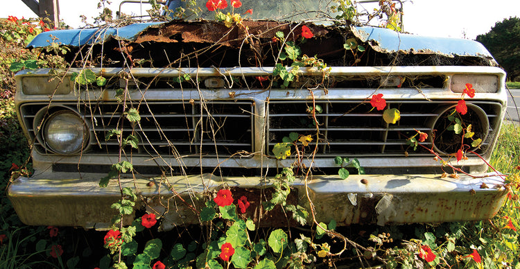 Flowering creepers growing on an abandoned car