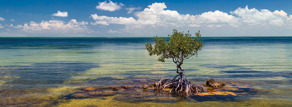 Single Mangrove tree in the Gulf of Mexico in the Florida Keys, Florida, USA