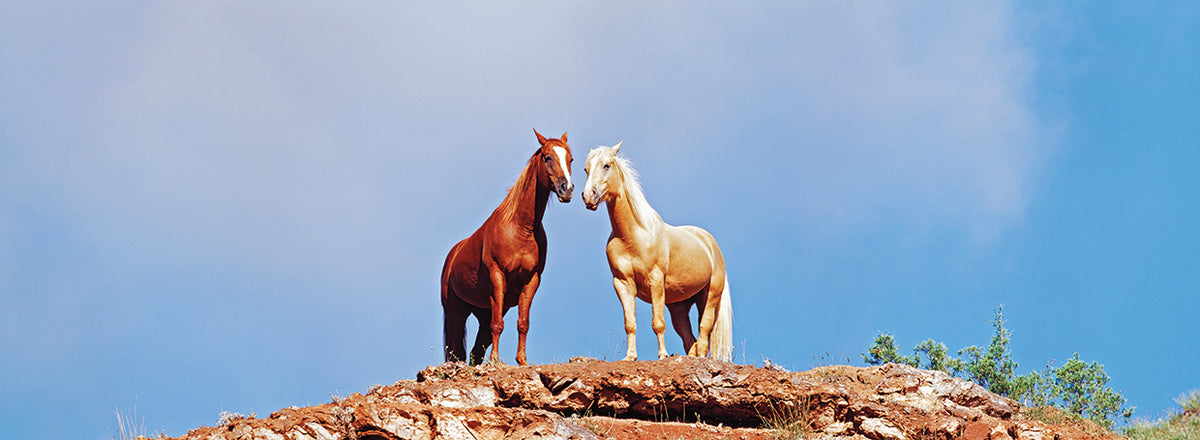 Two horses standing at edge of cliff, Wyoming, USA 1