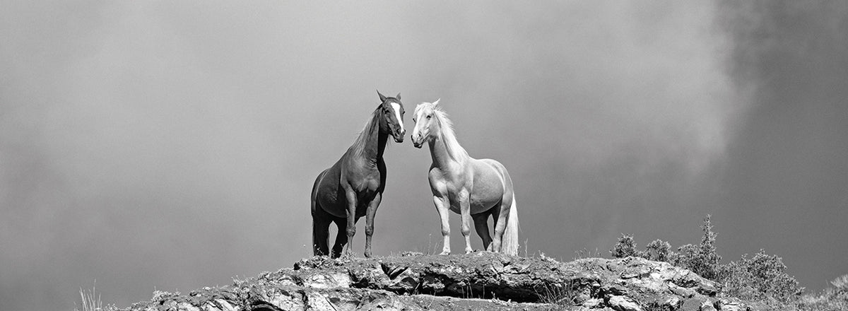 Two horses standing at edge of cliff, Wyoming, USA 2