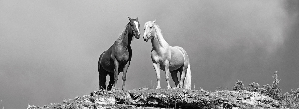 Two horses standing at edge of cliff, Wyoming, USA 3