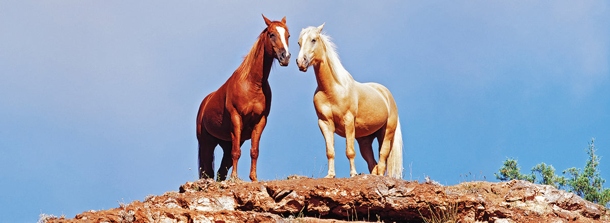 Two horses standing at edge of cliff, Wyoming, USA 4