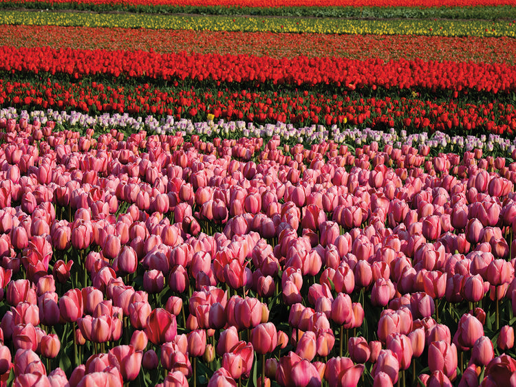 Landscape with colorful tulip field, Sint Maartensvlotbrug, North Holland, Netherlands