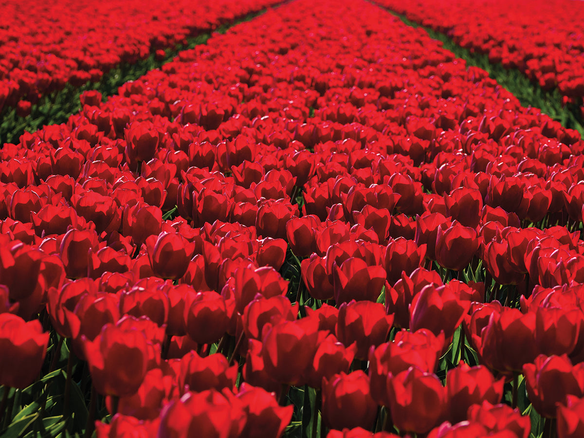 Landscape with field of red tulips, Schagerbrug, North Holland, Netherlands