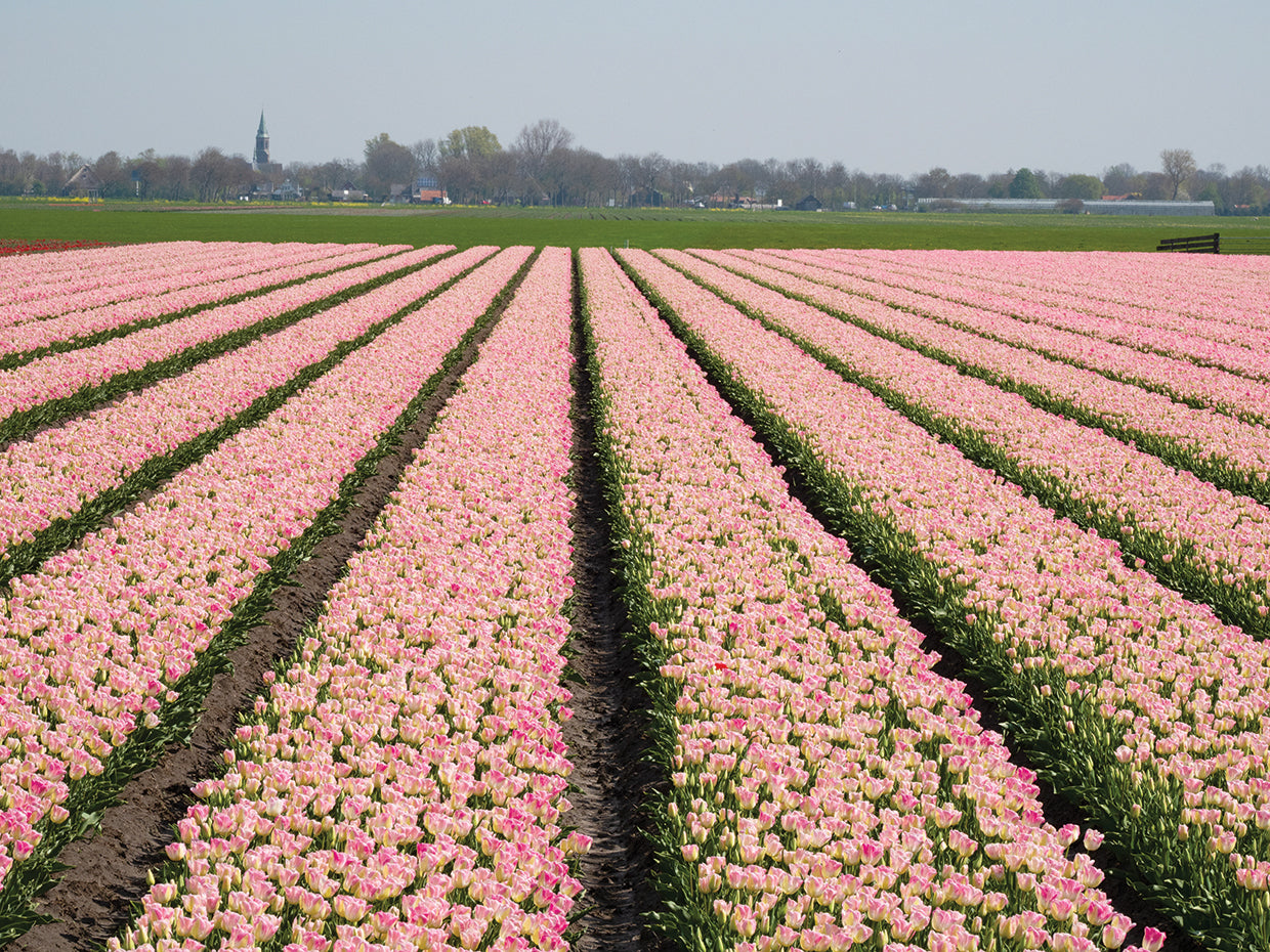 Landscape with pink tulip field, Hoogwoud, North Holland, Netherlands