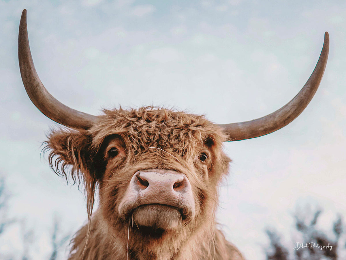 Highland Selfie