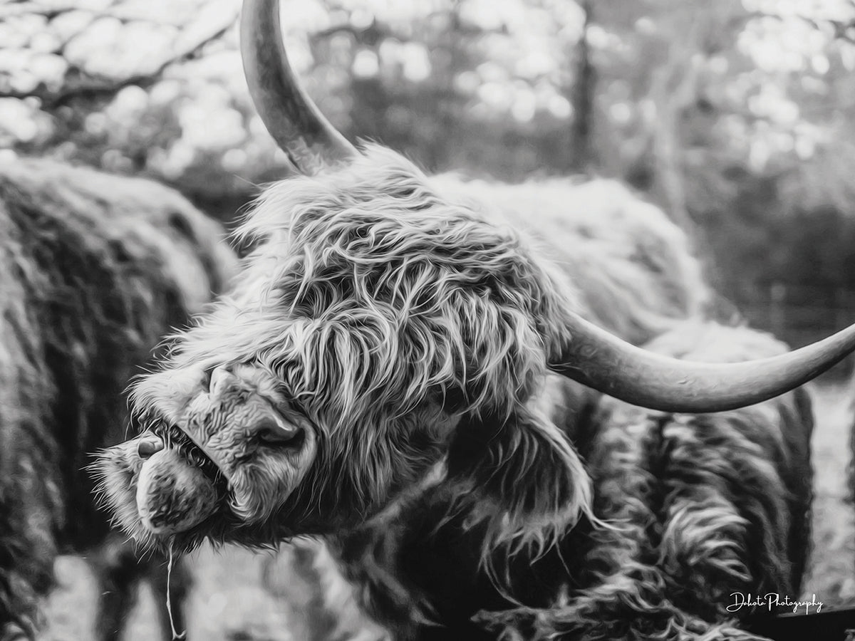 Crazy Cow I