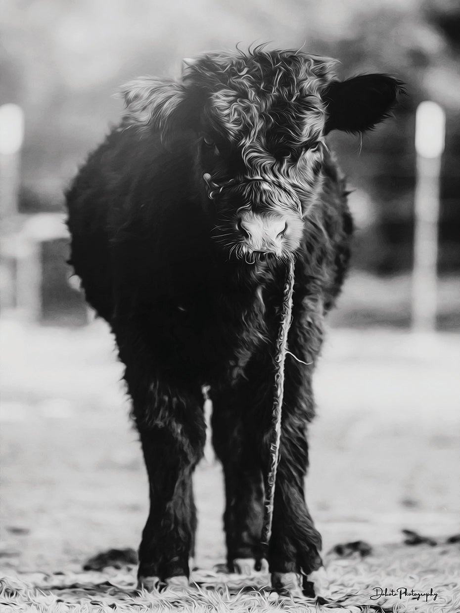 Single Cow