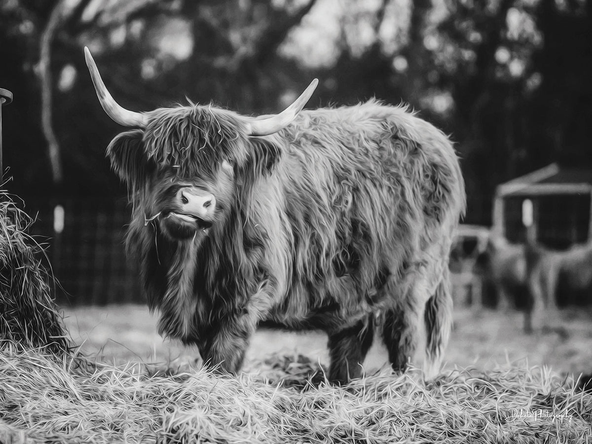 Hungry Cow I B&W