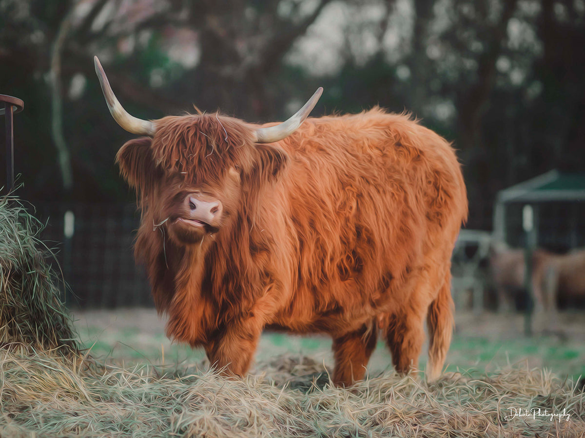 Hungry Cow I