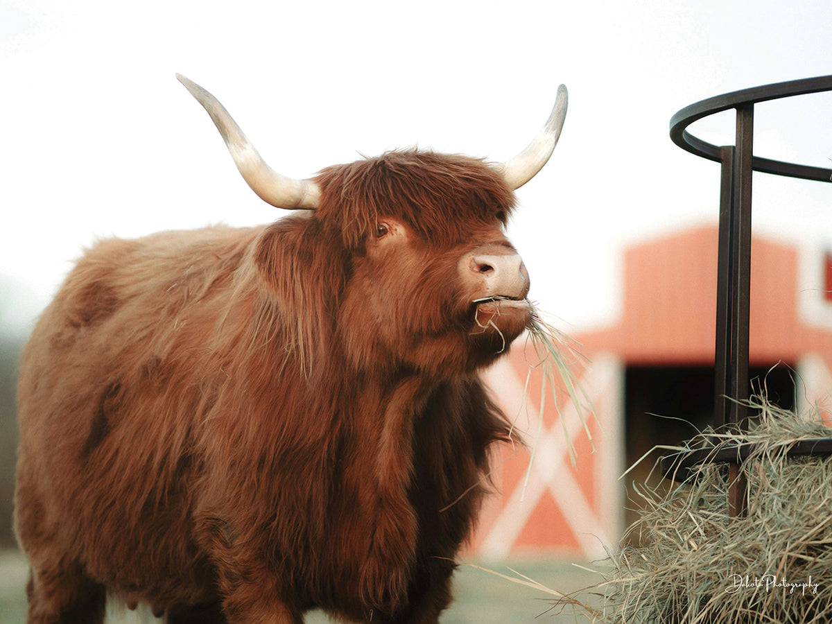 Hungry Cow II