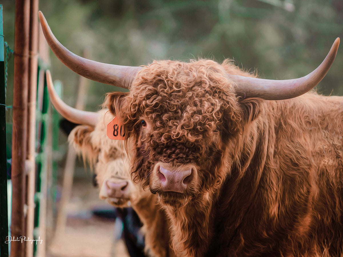 The Bull