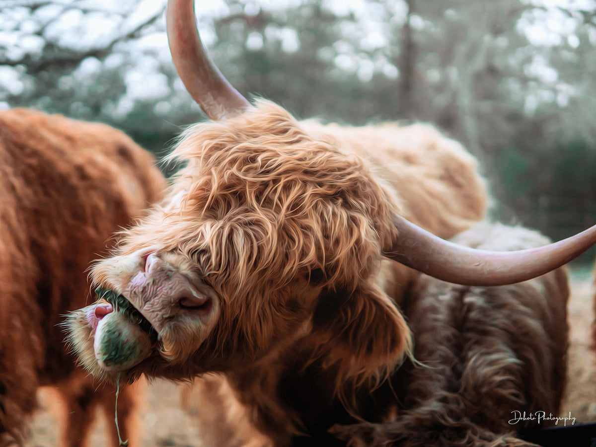 Crazy Cow II