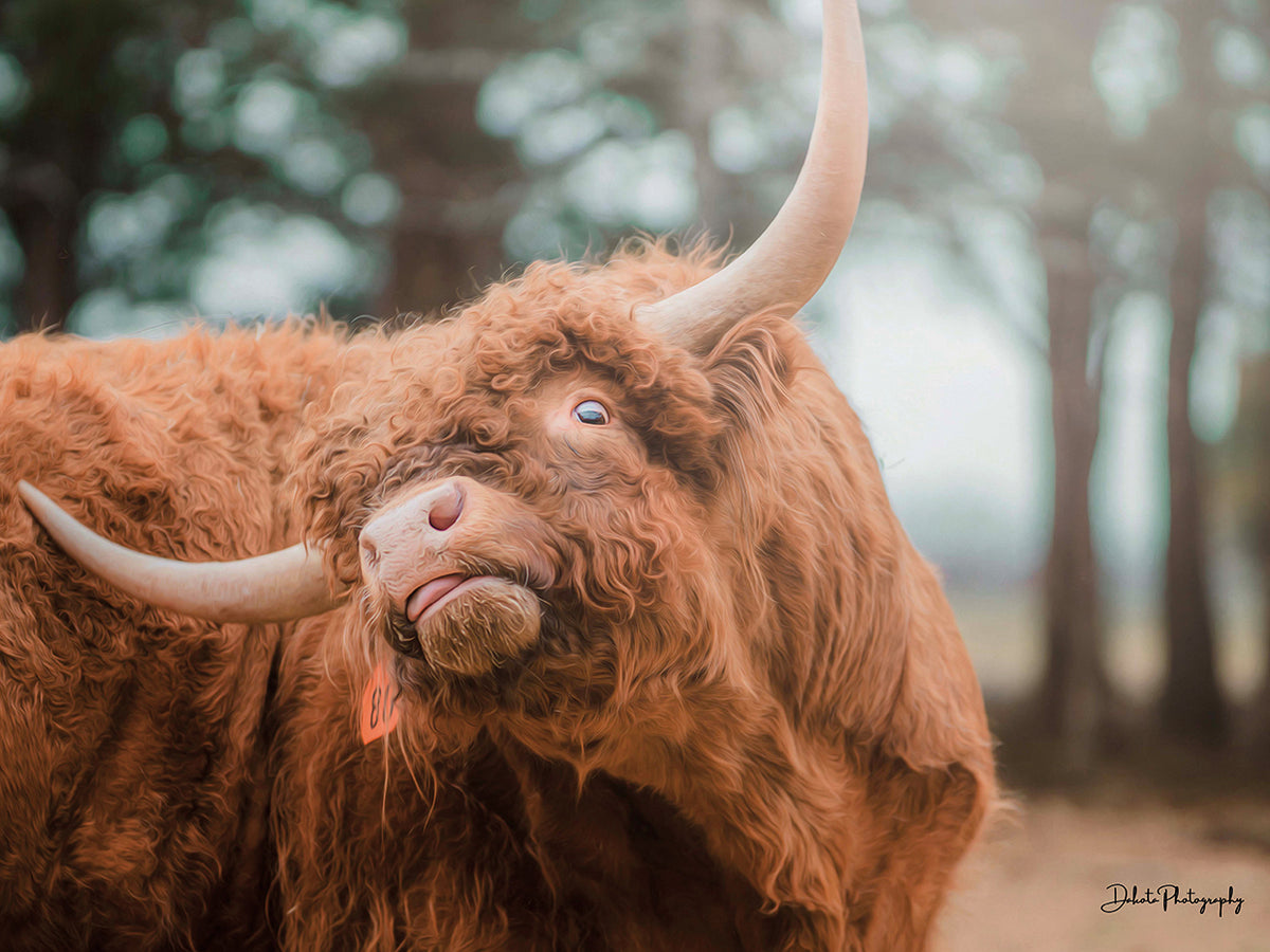 Highland Itch