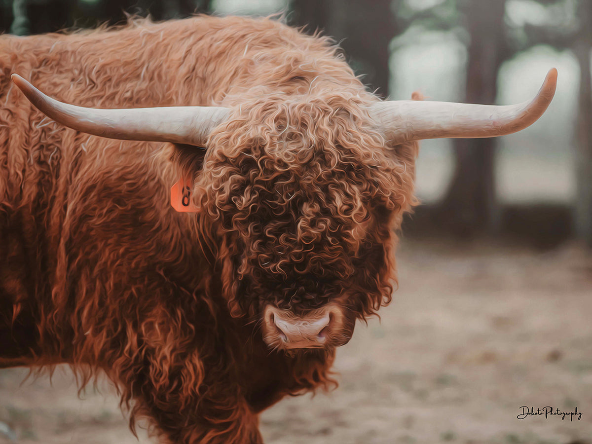 The Bull Look