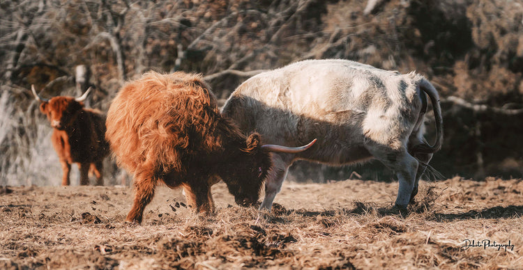 Highland Fight