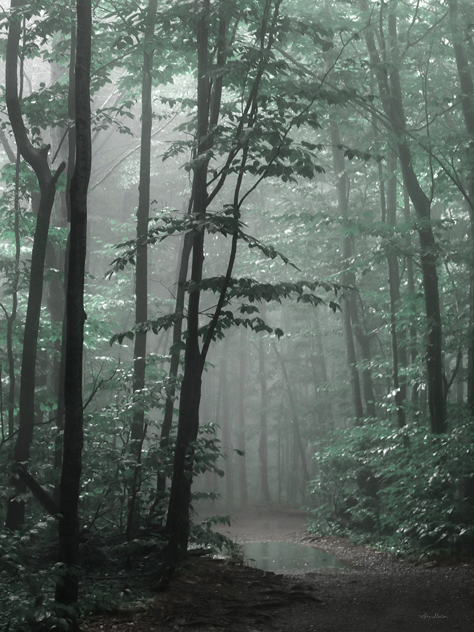 Misty Forest