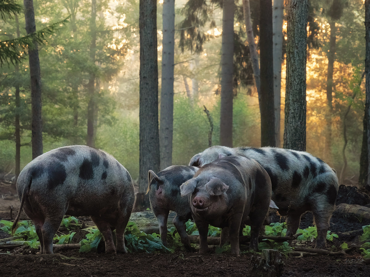 Pig Paradise