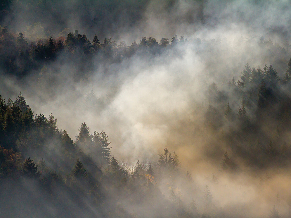 Thierry - Misty forest