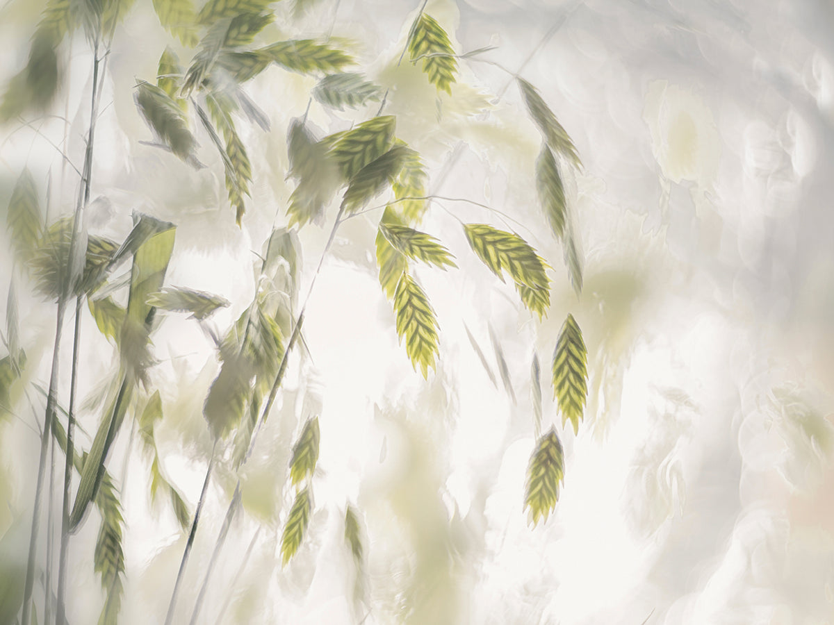 Talen- Grass blades