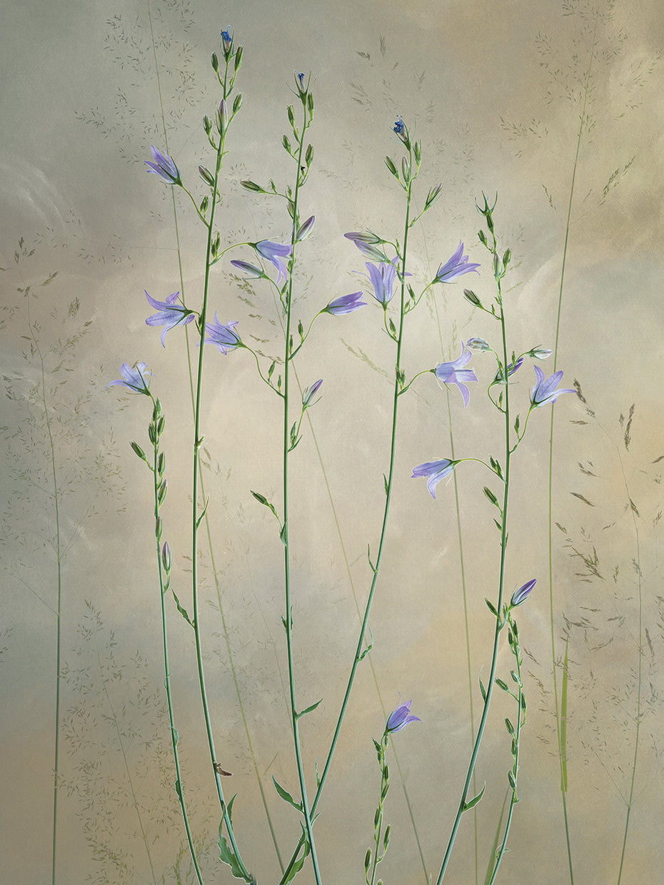 van Son - Lovely nature
