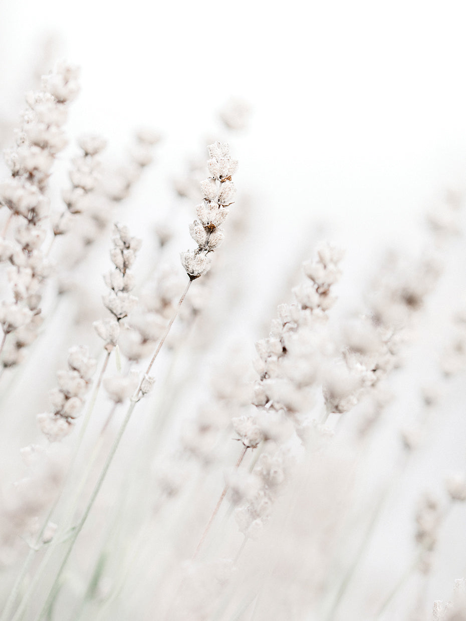 Studio III - Grass straws
