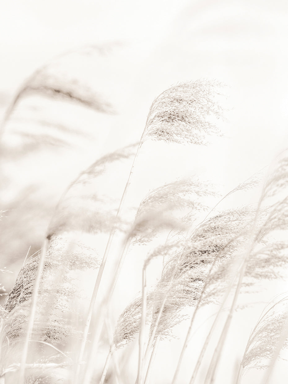 Studio III - Reed