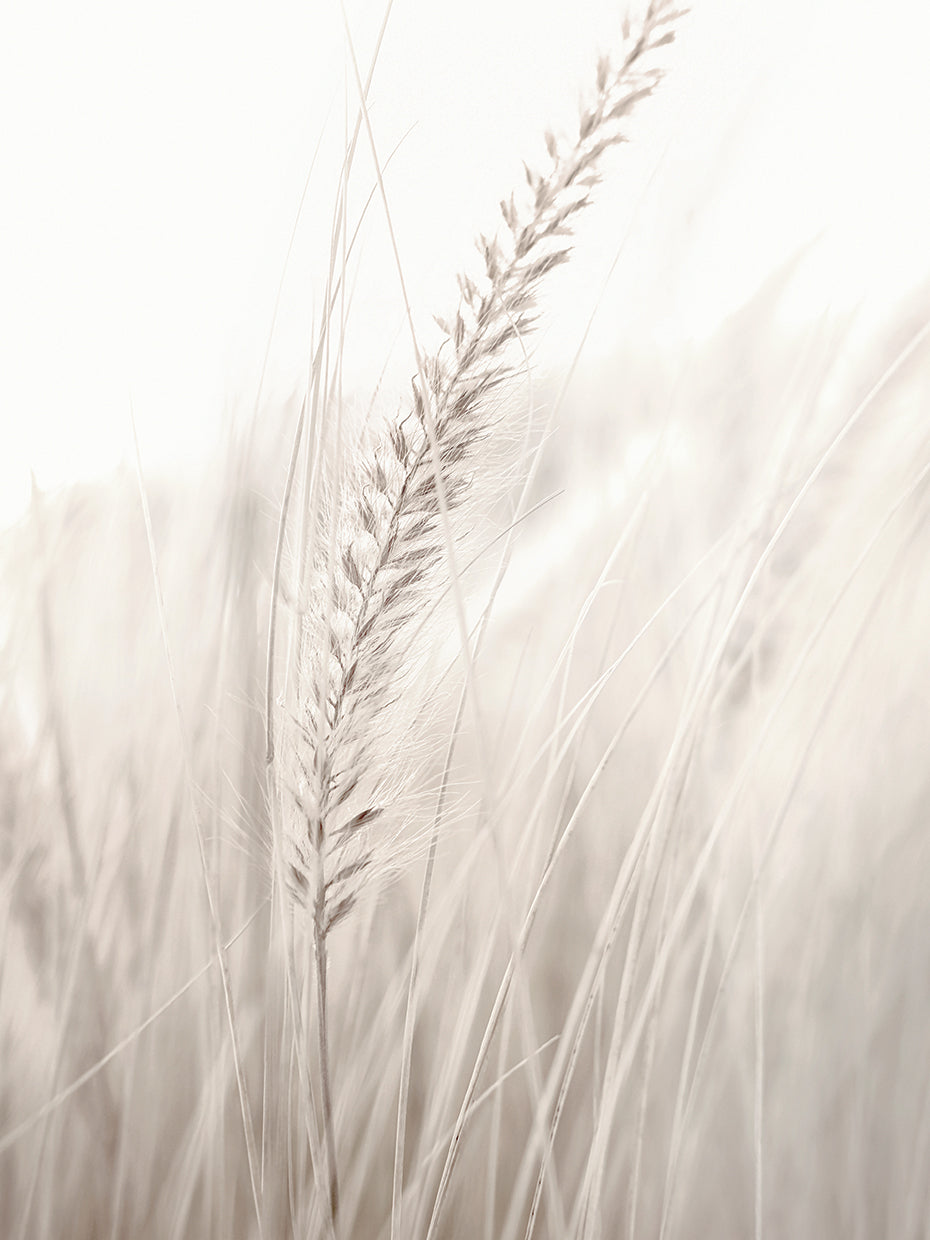 Studio III - Grass