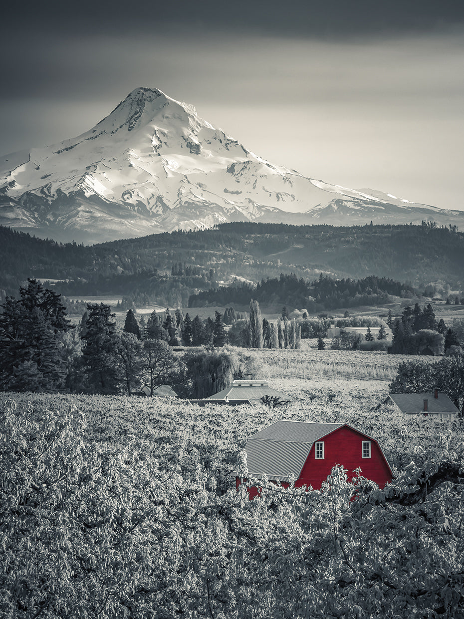 Red Barn in the Pear Orchard