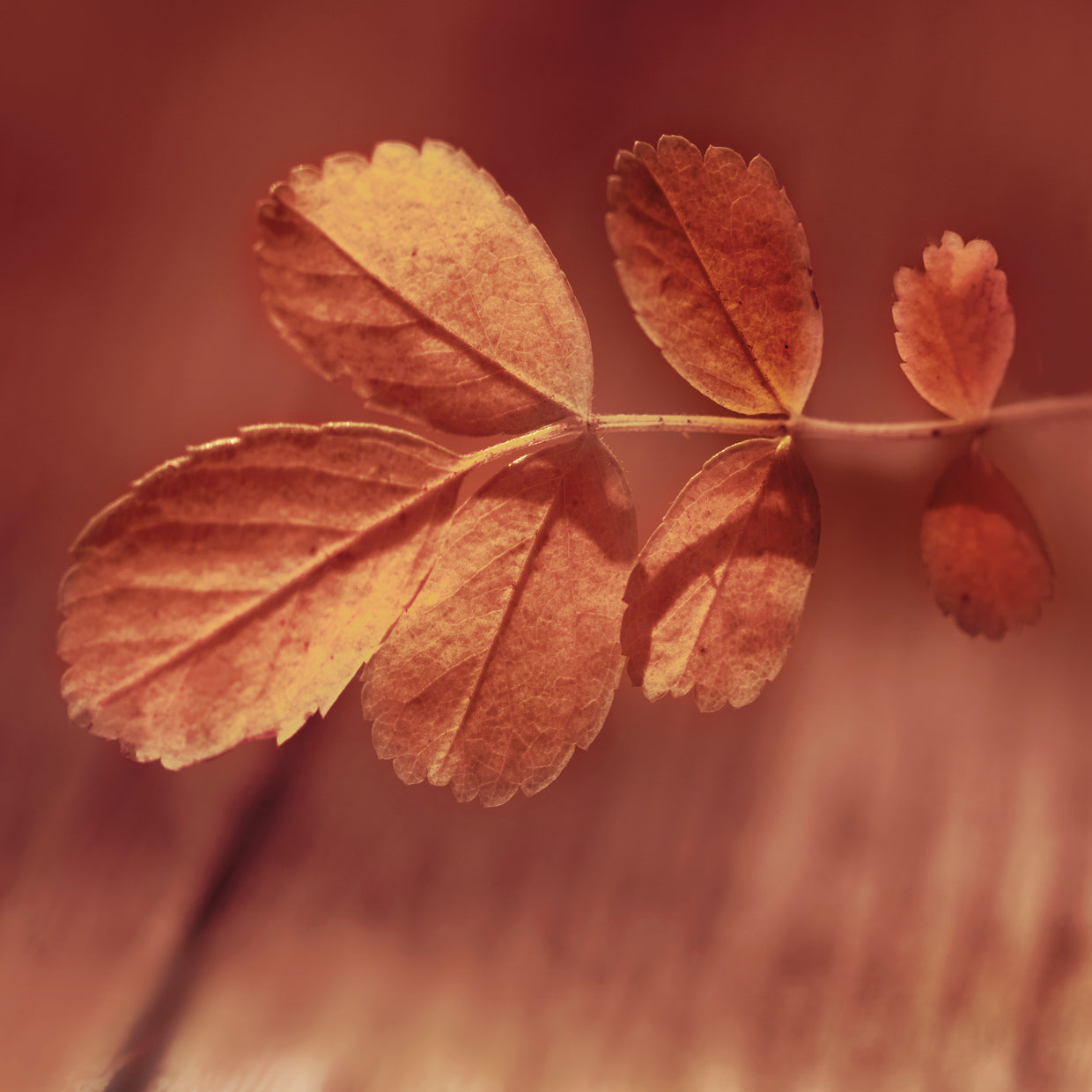 Hojas rojas de otoño Lienzo