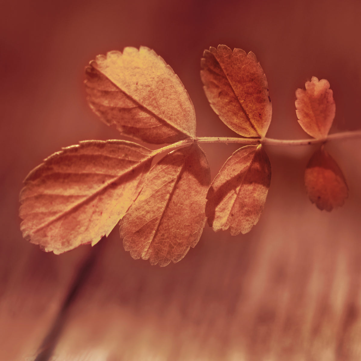 Red Fall Leaves