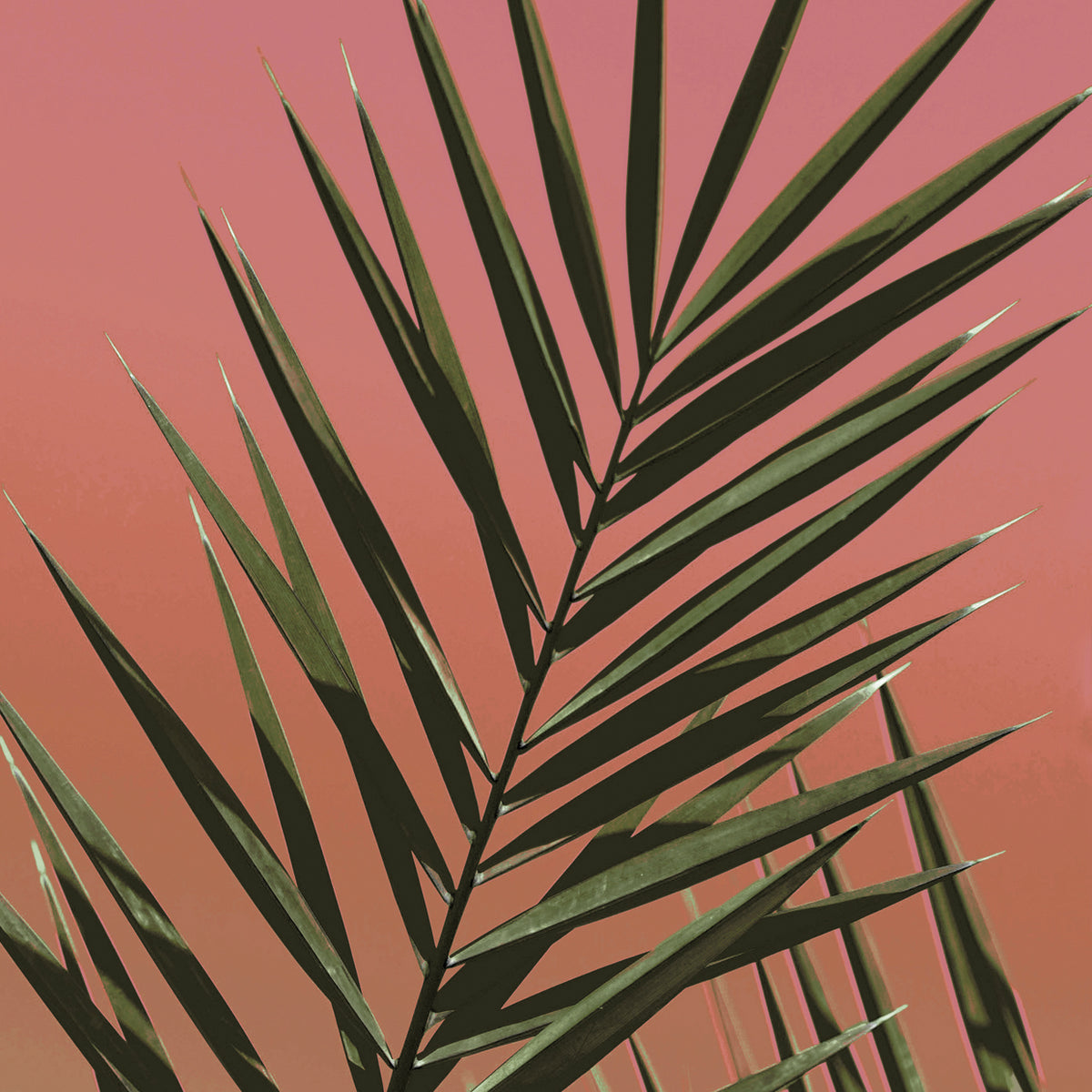 Saint Tropez II