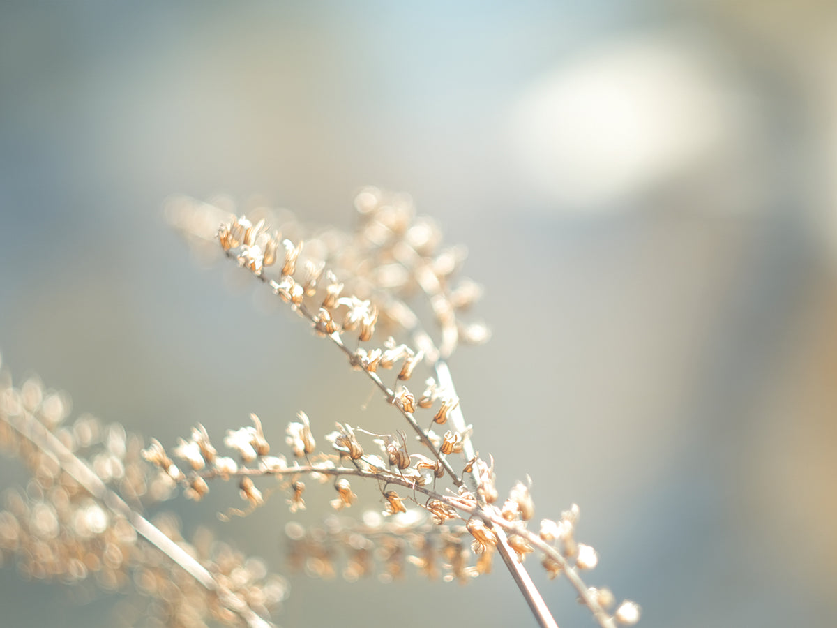 Golden Branch III
