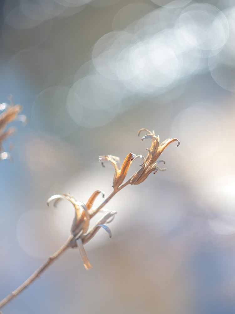 Rama de primavera I Lienzo