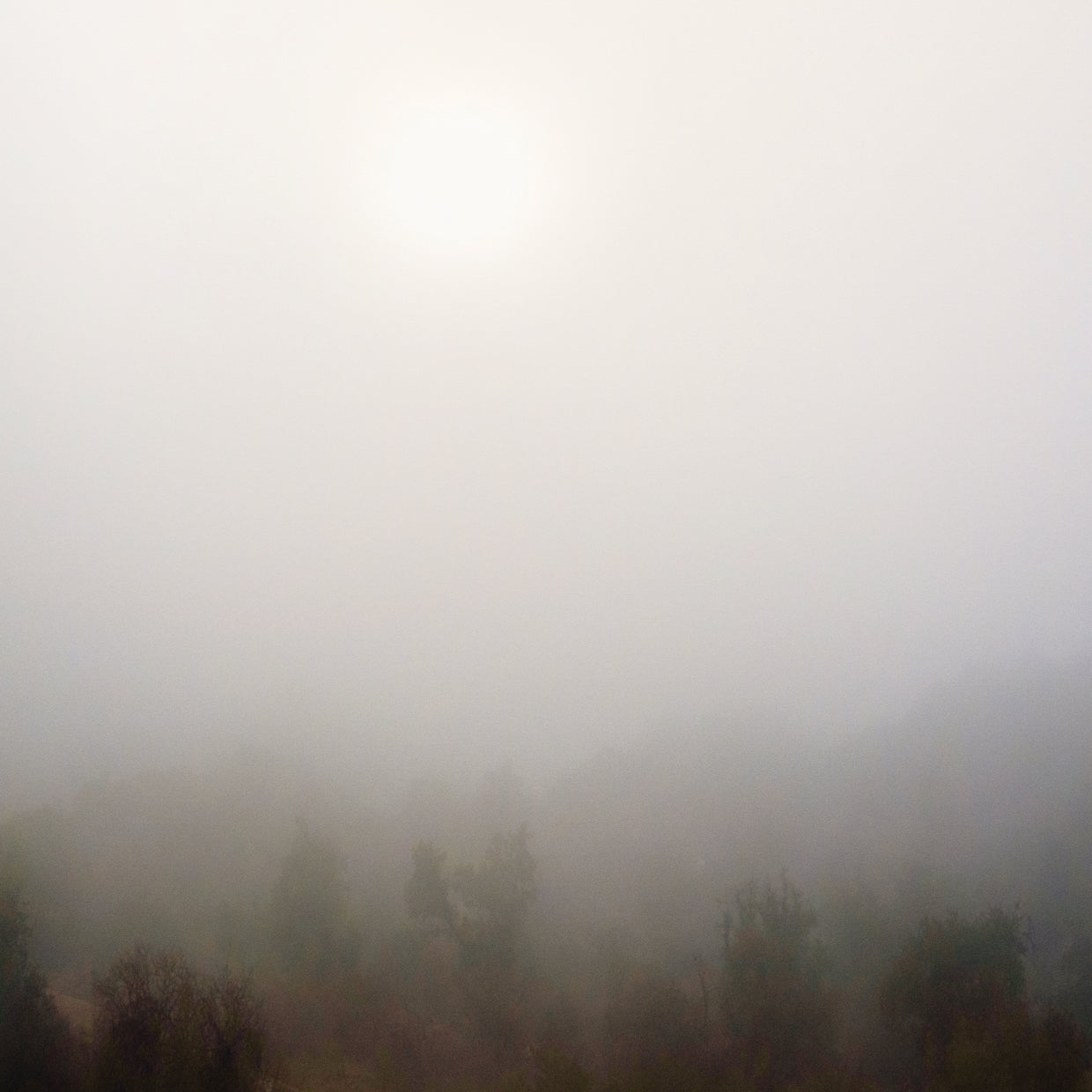 Niebla temprana I Lienzo