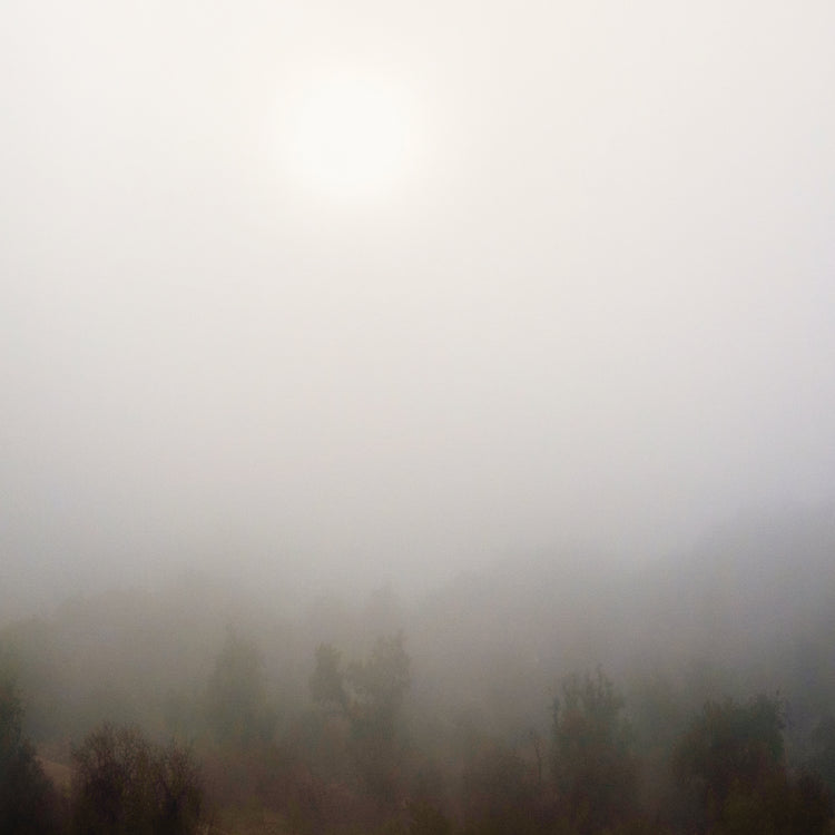 Niebla temprana I Lienzo