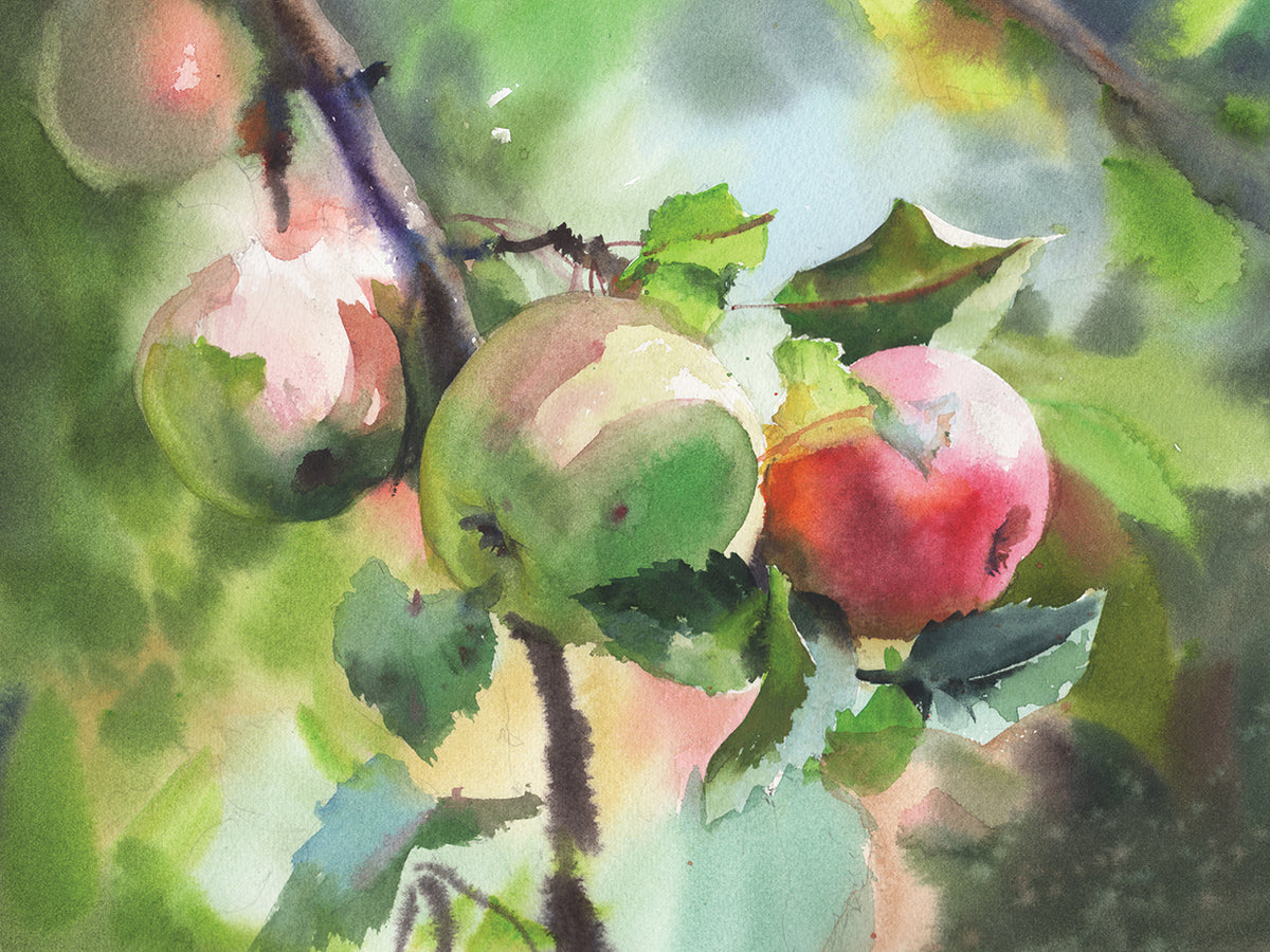 Apples Red And Green