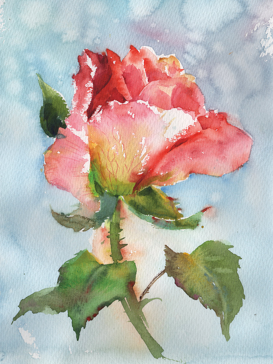 Beautiful Rose